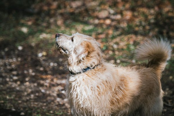 How UK Traffic Regulations Help Mitigate Roadkill Among Native Wildlife