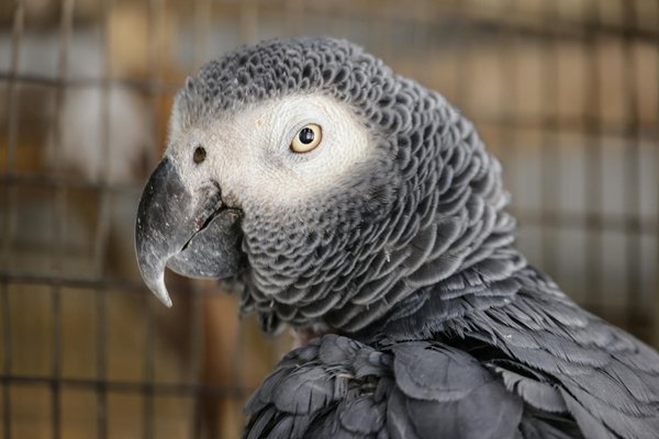 Discover the Surprising Advantages of Welcoming a Pet Sheep into Your Rural UK Home